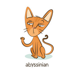 Abyssinian. Cat character isolated on white