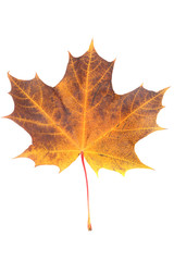 Orange maple leaf