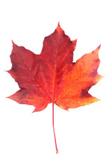 Fototapeta premium Red maple leaf