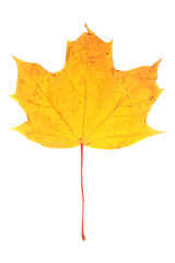 Yellow maple leaf