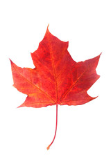 Red maple leaf