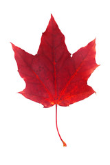 Red maple leaf