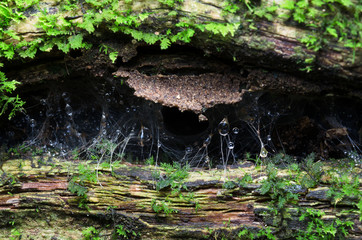 A drop of water between the tree