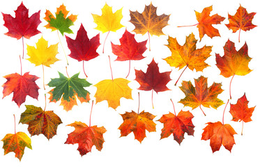 Autumn leaves Set