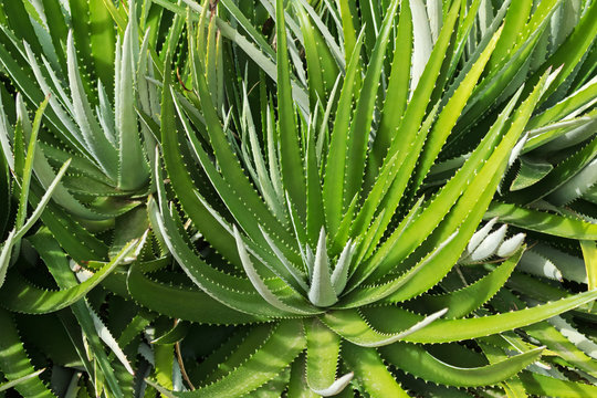 Closeup of green Dyckia encholirioides plant with thorny leaves growing in strong sun in Adelaide, South Australia