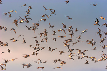 Gaviotines en vuelo (sterna sp.)