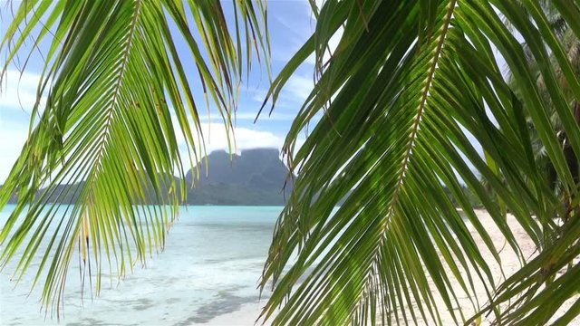 Under the palm tree on exotic Bora Bora beach