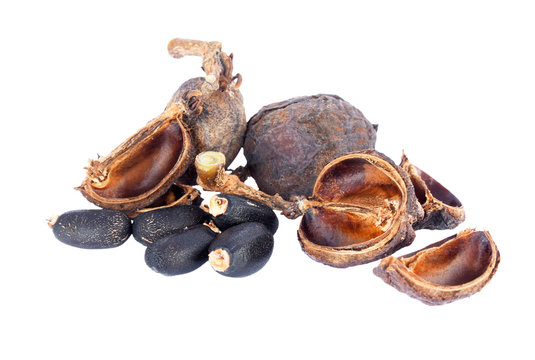 Physic nut (Jatropha curcas L.), Euphorbiaceae