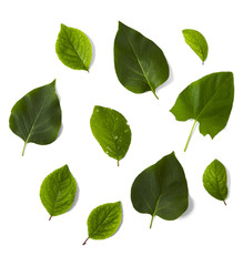 Assorted tree leaves isolated on a white background