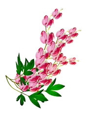 pink bleeding heart flower