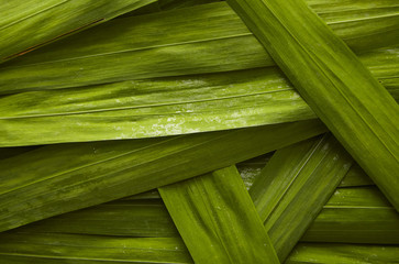 Obraz na płótnie Canvas A close up of grass leaf texture