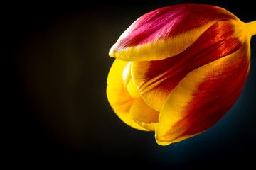 Close up view of bloom of a two toned tulip.