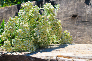 White yarrow flowers on wooden background