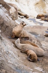 Fototapeta premium Sea-Lion