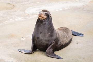 Obraz premium Sea-Lion