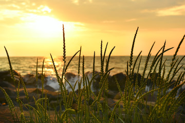 a beautiful early morning sun rising over the sea, in the foreground ears, on the back visible...