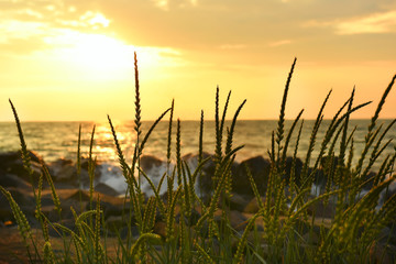 a beautiful early morning sun rising over the sea, in the foreground ears, on the back visible stones and waves. Beautiful sunshine and the sky
