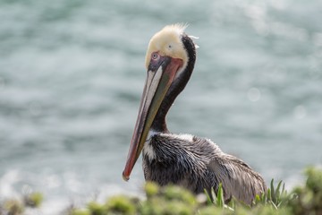 Pelican