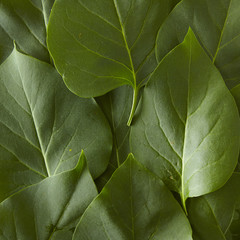 A close up of green leaves texture