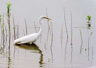 Egret and Fish