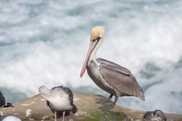 Pelican