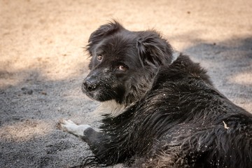 Fototapeta premium A sandy dog on the beach looks sheepish.