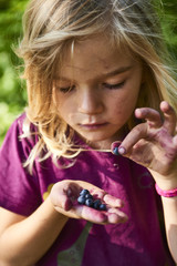 Child blond little girl picking fresh berries on blueberry field in forest. Child pick blue berry in the woods. Little girl playing outdoors. Hands red from crushed blueberries. Summer family fun.