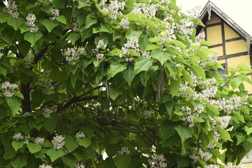 KWITNĄCE DRZEWO POPPENHAUSEN © krzysztof_r