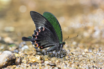 Fototapeta na wymiar Paris Peacock butterfly sucking food on wet floor. Movement of B