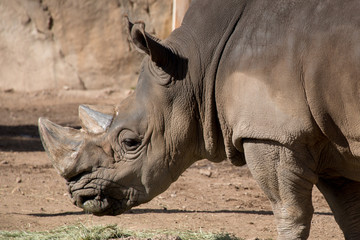 Obraz premium Hogle Zoo, Salt Lake City, Utah