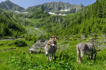 Couple of donkeys mating in the mountains