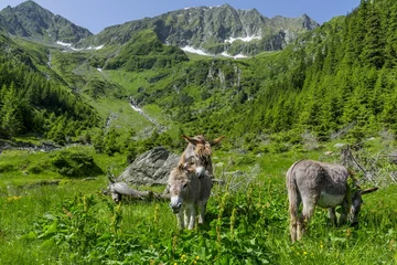 Papier Peint photo Âne Couple of donkeys mating in the mountains
