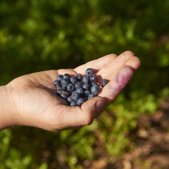 Handful of blueberries
