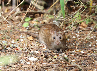 Close up of a wild Brown Rat