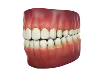 Human teeth isolated on white background, 3D rendering