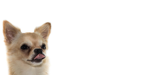 Chihuahua with parted lips portrait close-up