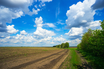 Spring landscape in field with blue sky .