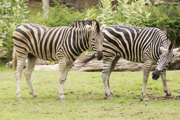 Fototapeta na wymiar Two Zebra eating grass