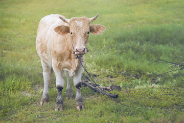 close up a cow standing on a green grass field with blurred foreground and background,filtered image,selective focus,light effect added