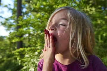 Fototapeta premium Child blond little girl picking fresh berries on blueberry field in forest. Child pick blue berry in the woods. Little girl playing outdoors. Hands red from crushed blueberries. Summer family fun.