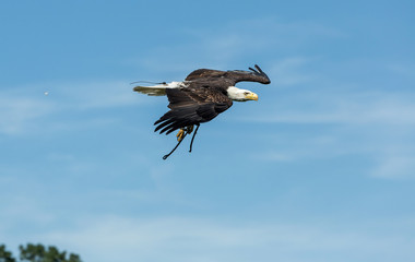 Portrait of a bald eagle (lat. haliaeetus leucocephalus)