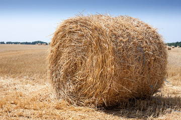Round bales of hay in the autumn field