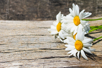 White camomile flowers on wooden background