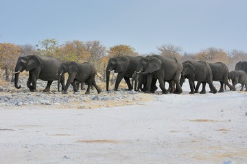 Obraz premium Elefantenherde (Loxodonta africana) im Etosha Nationalpark