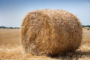Round bales of hay in the autumn field