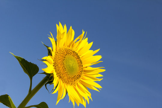 Sunflower with sky background