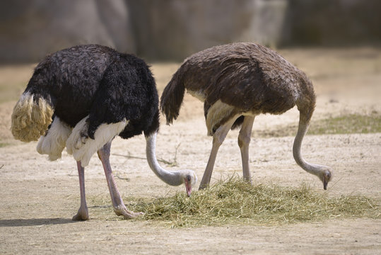 Couple Ostriches (Struthio camelus) eating