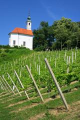 Kalvarija hill, Maribor, Slovenia, Europe - town hill with vineyard and small christian chapel / church on the top. Spring / summer sunny time. 