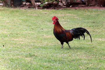 Colorful cock bantam