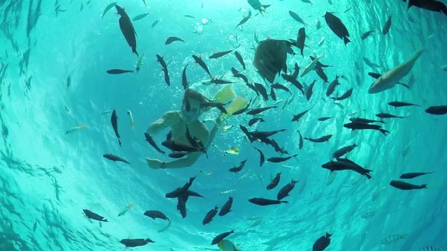SLOW MOTION UNDERWATER: Man snorkeling and feeding exotic reef fish